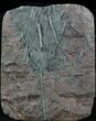 Silurian Fossil Crinoid (Scyphocrinites) Plate - Morocco #89241-2